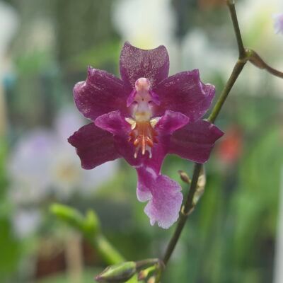 Oncidium Jairak Fragrance Bordeaux