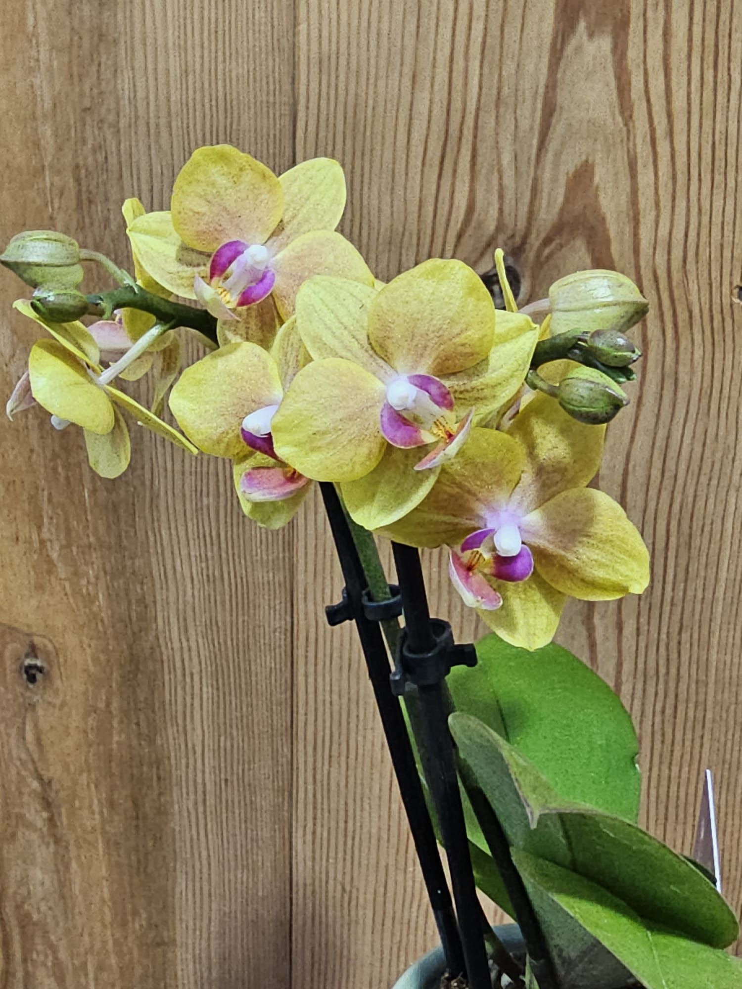 Phalaenopsis Miki Lemon Juice