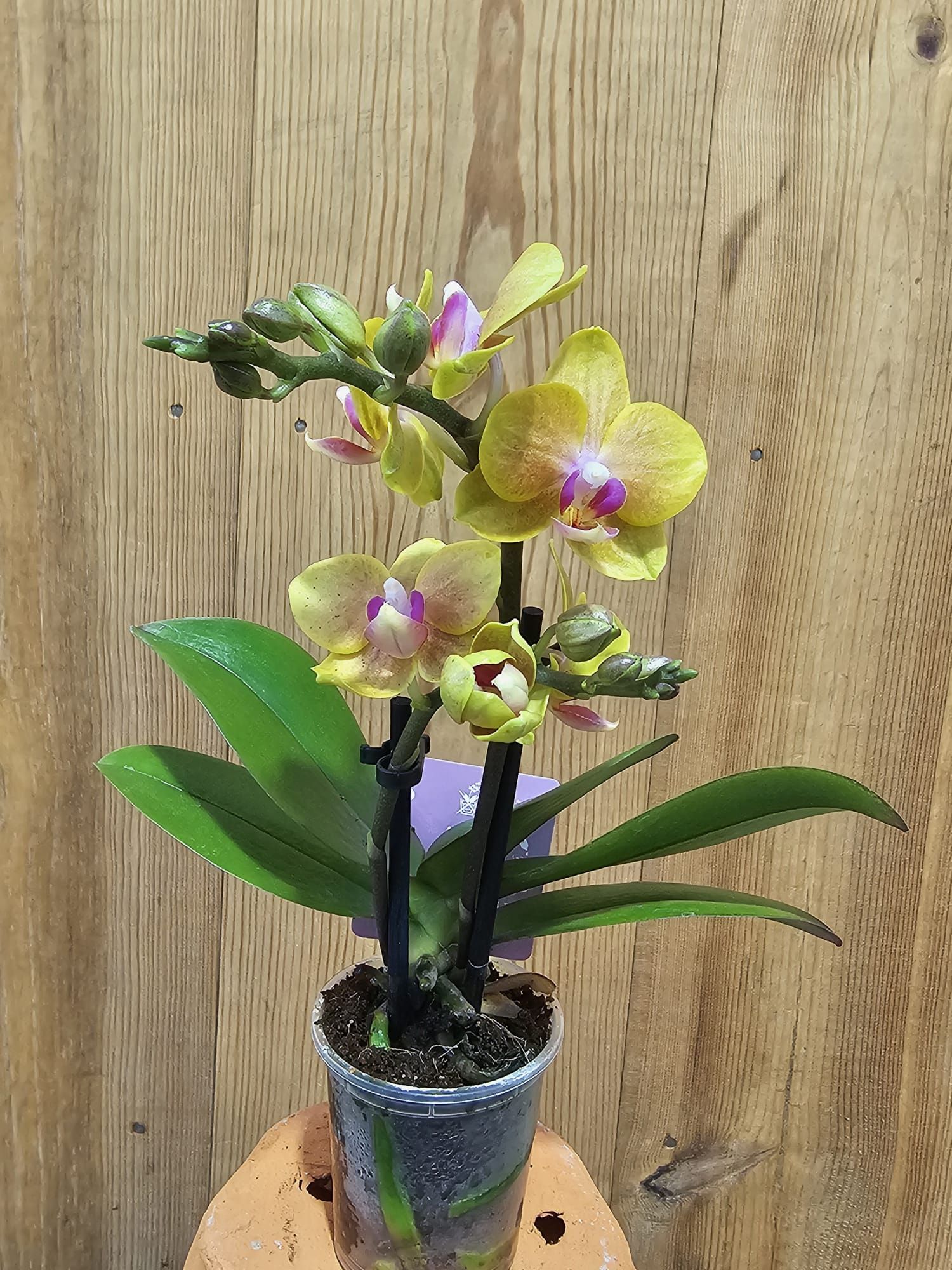 Phalaenopsis Miki Lemon Juice1