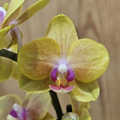 Phalaeanopsis Miki Lemon Juice