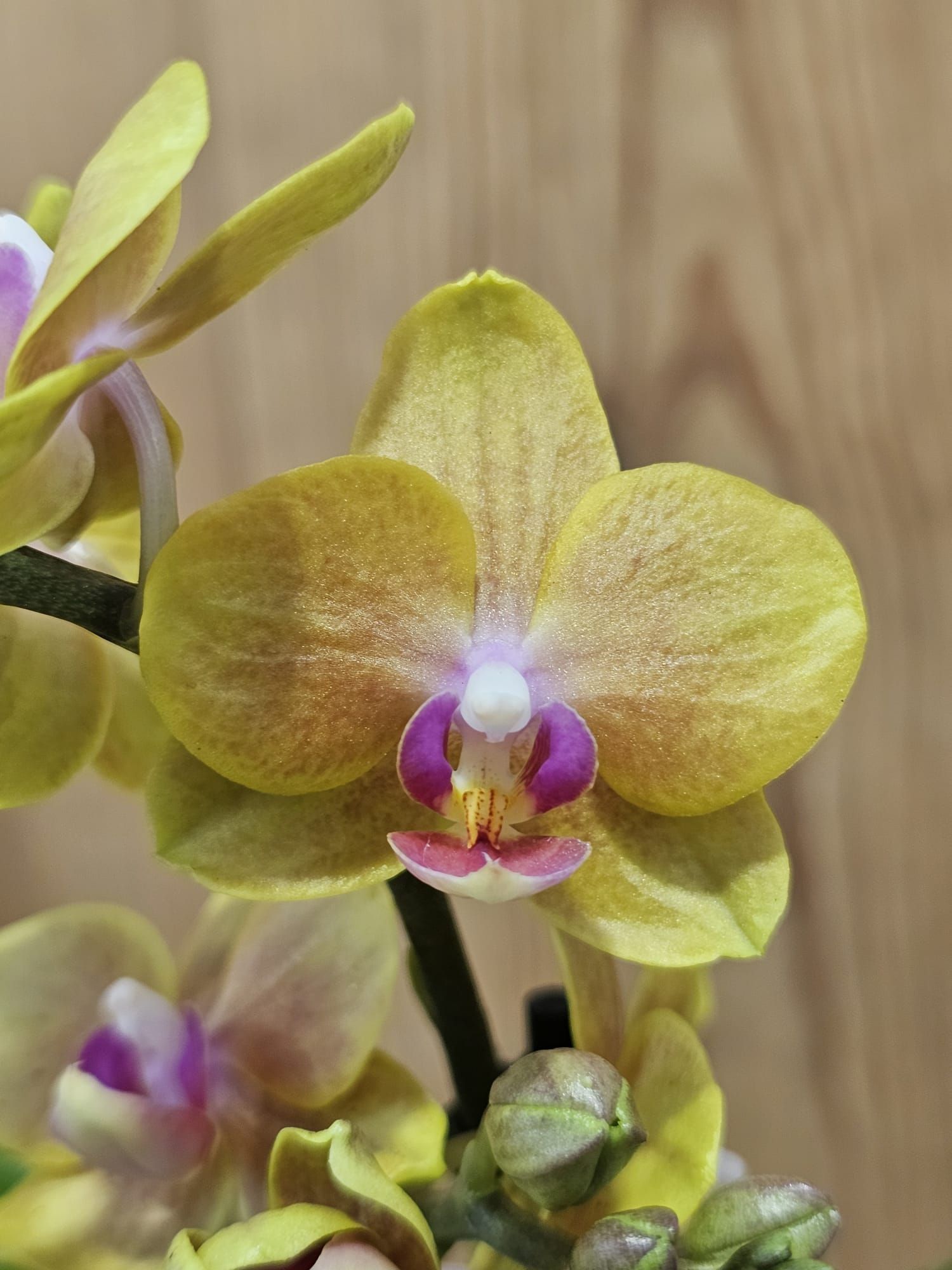 Phalaenopsis Miki Lemon Juice2