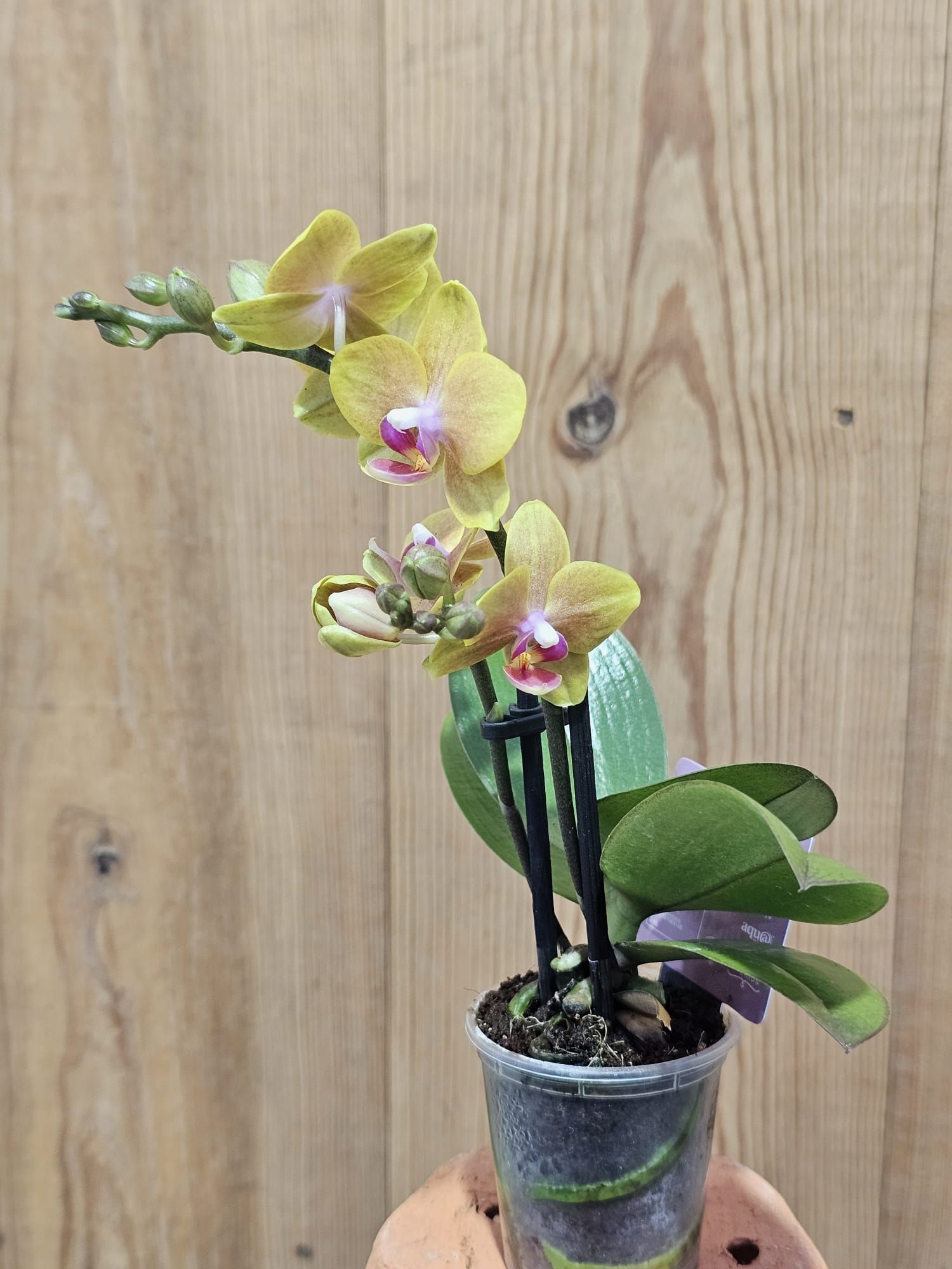 Phalaenopsis Miki Lemon Juice3