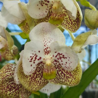 Vanda Divana Sea Shell