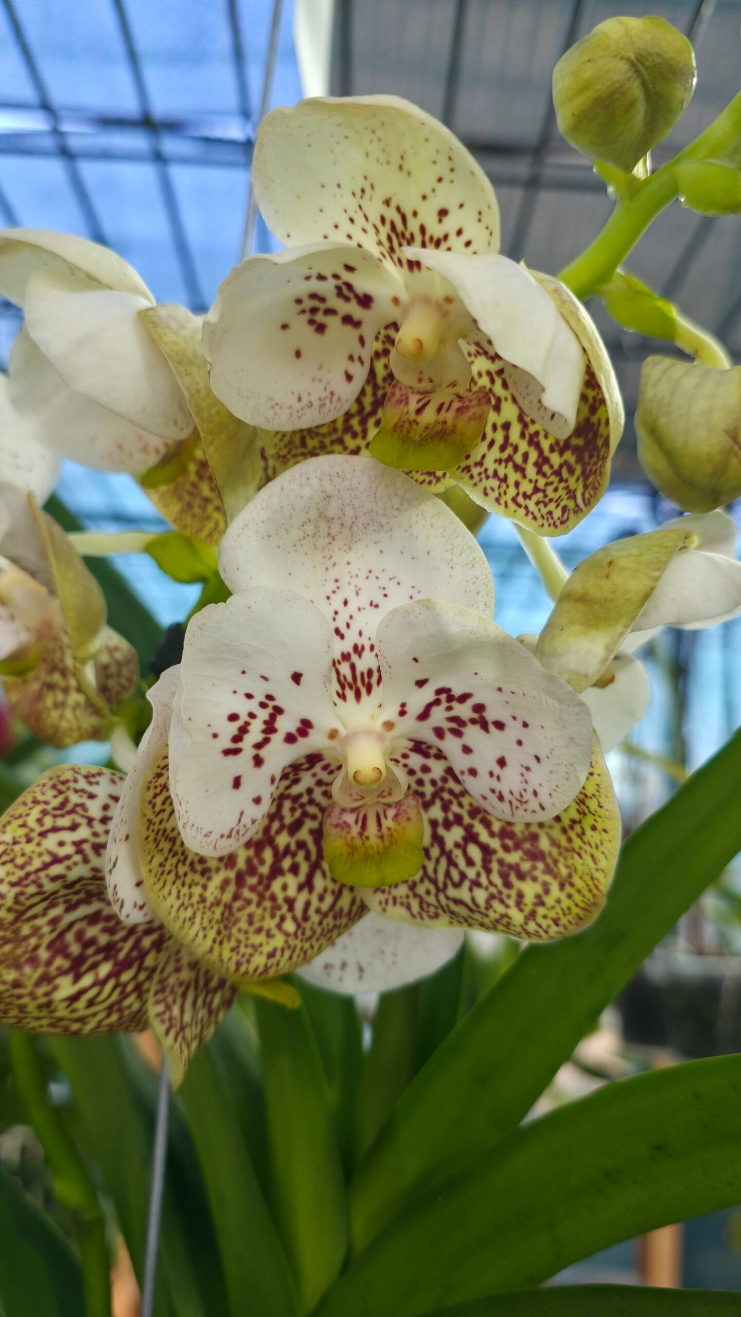 Vanda Divana Sea Shell
