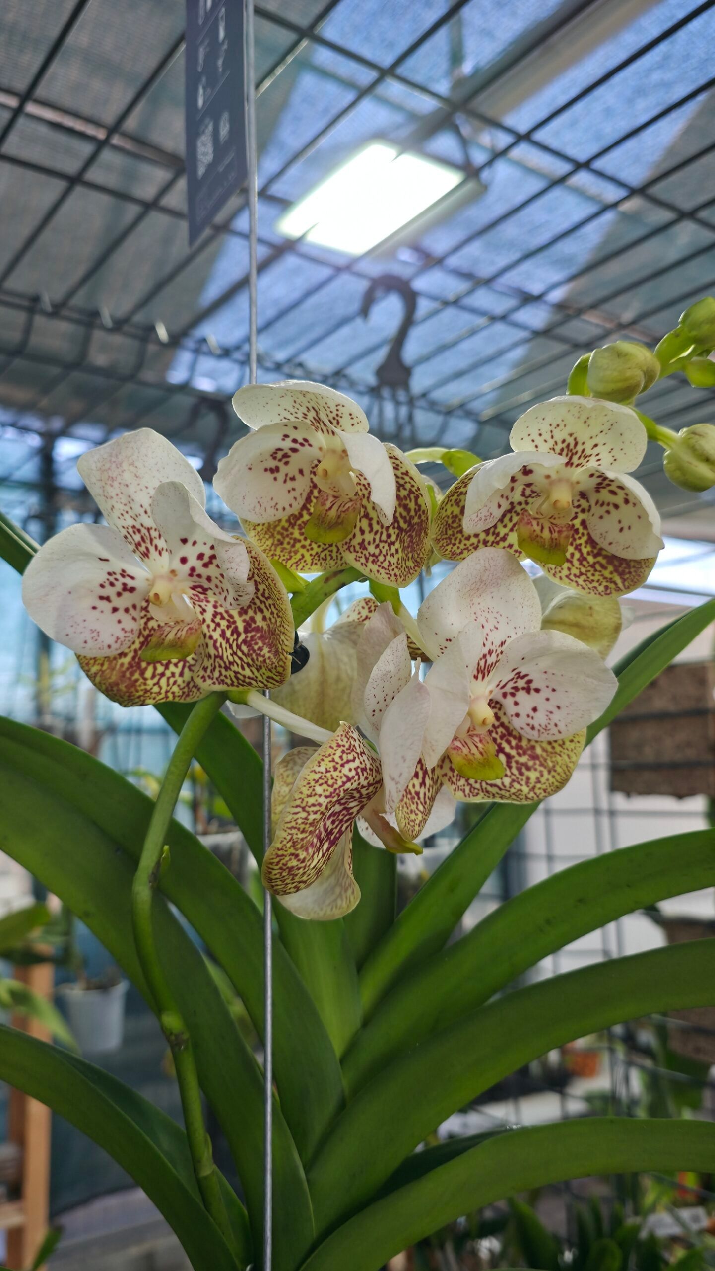 Vanda Divana Sea Shell2