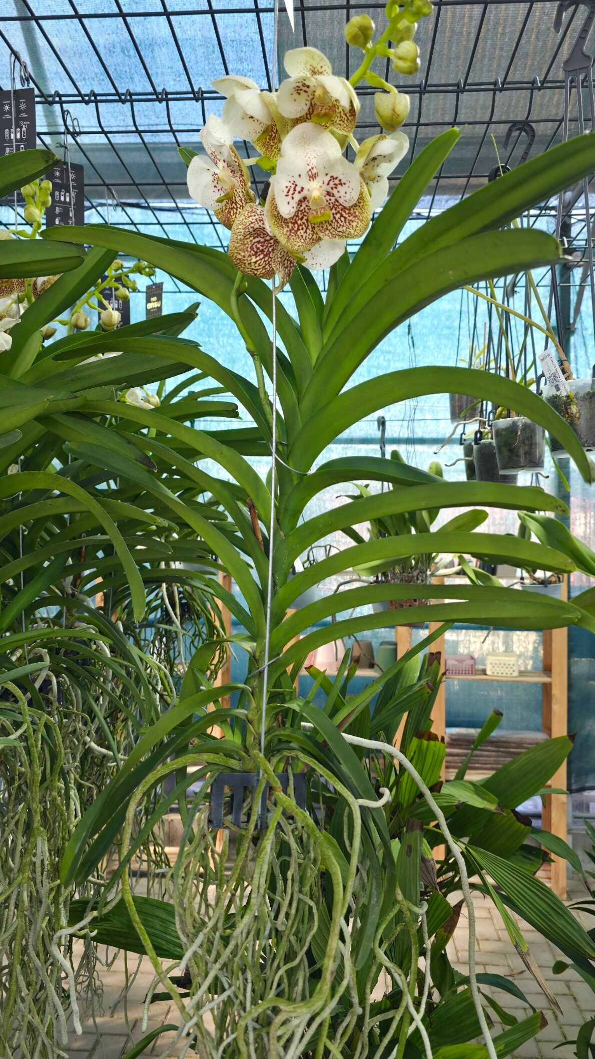 Vanda Divana Sea Shell3