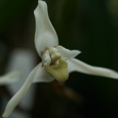 Maxillaria confusa