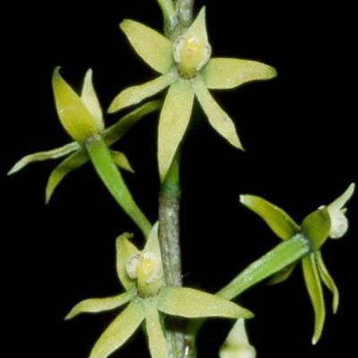 Encyclia grammatoglossa