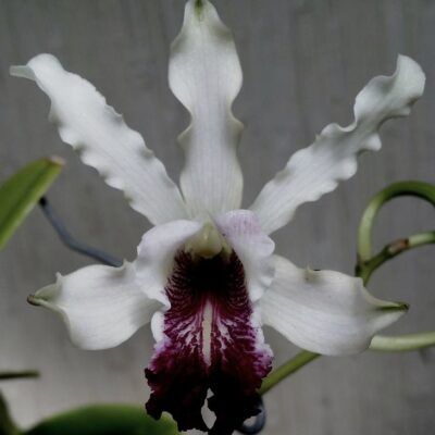 Myrmecophila thompsoniana Semi Alba