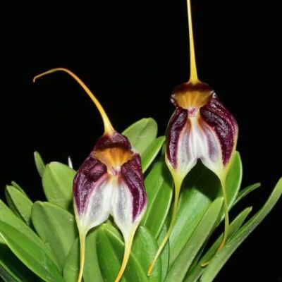 Masdevallia schroederiana