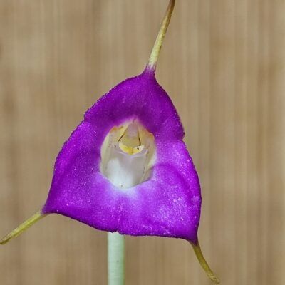 Masdevallia uniflora