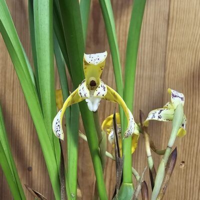 Maxillaria picturata