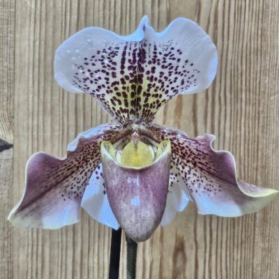 Paphiopedilum French Cancan 'Micheline'