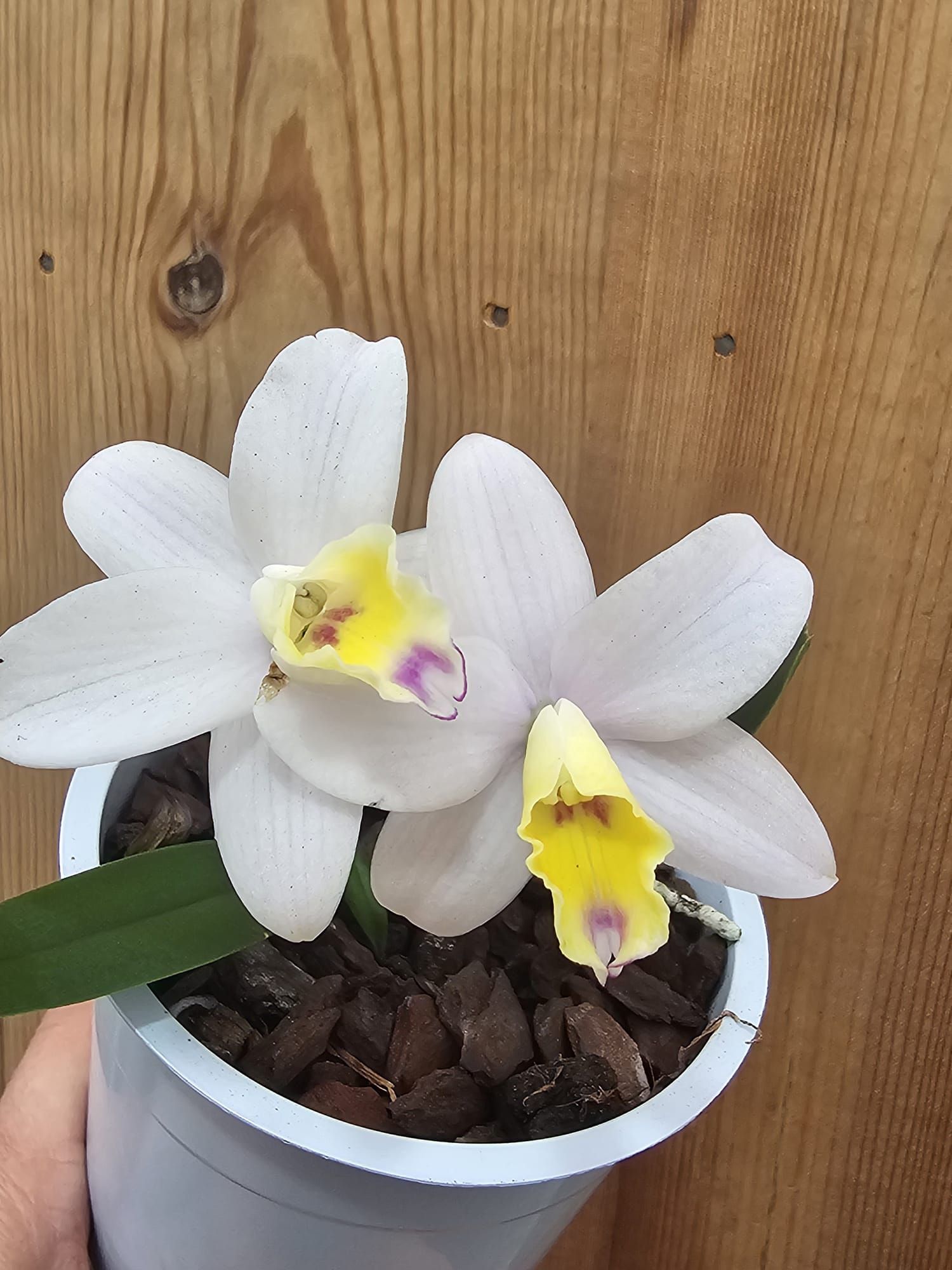 Cattlianthe Fairyland