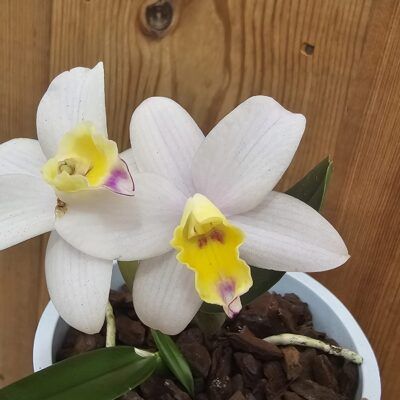 Cattlianthe Fairyland, Dogashima 1990 (RHS)