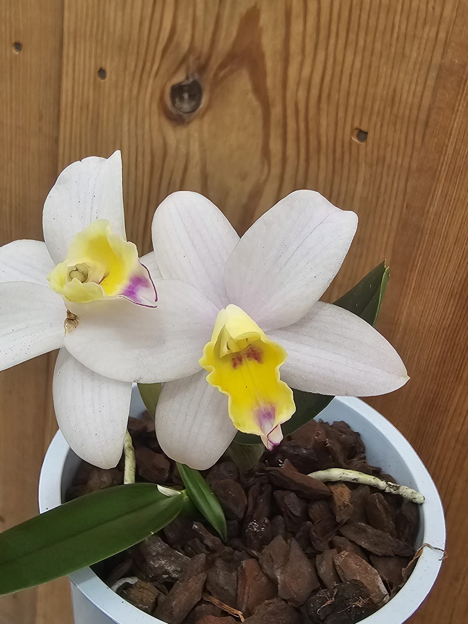 Cattlianthe Fairyland1