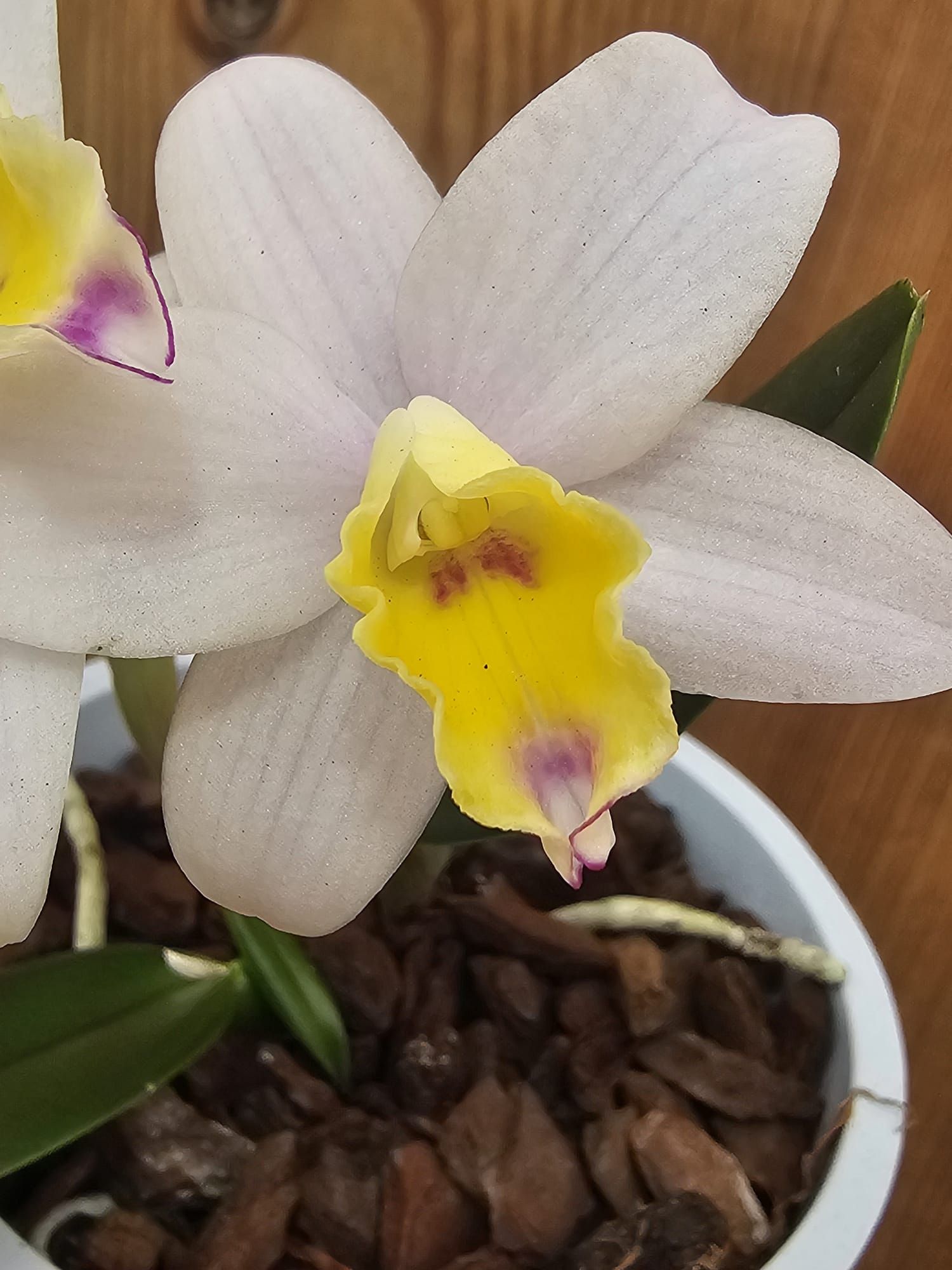 Cattlianthe Fairyland2