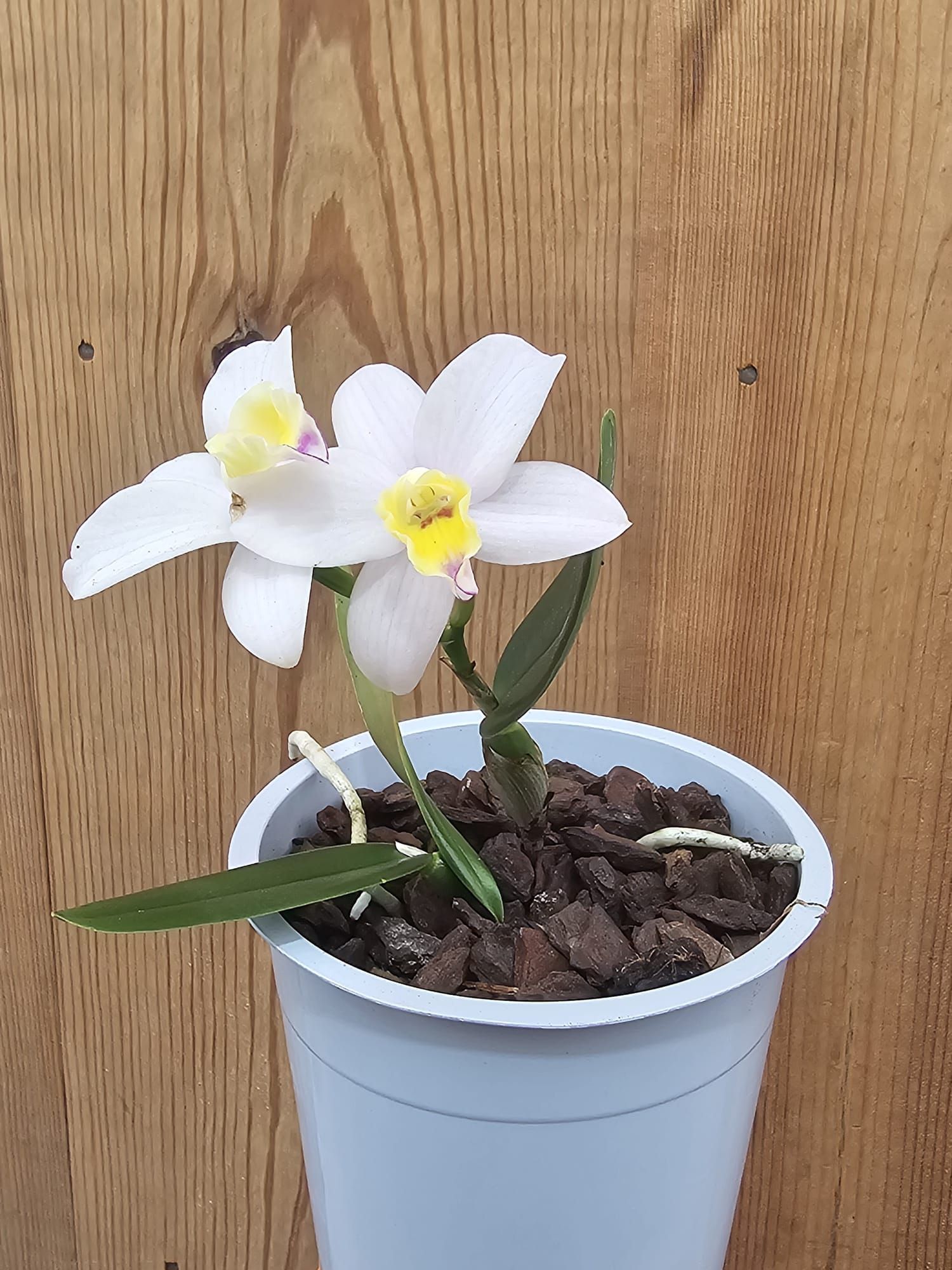 Cattlianthe Fairyland3