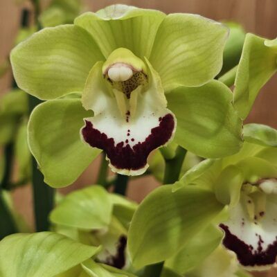 Cymbidium Midi 'Jade'