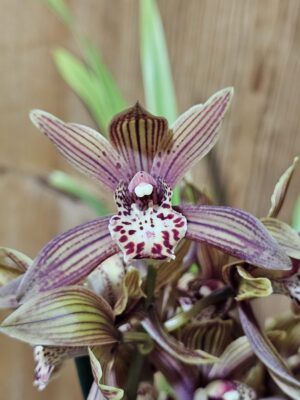 Cymbidium Caire