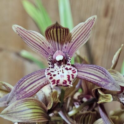Cymbidium Caire