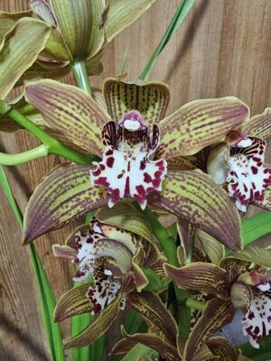 Cymbidium McBean's Prince Louis