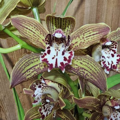 Cymbidium McBean's Prince Louis
