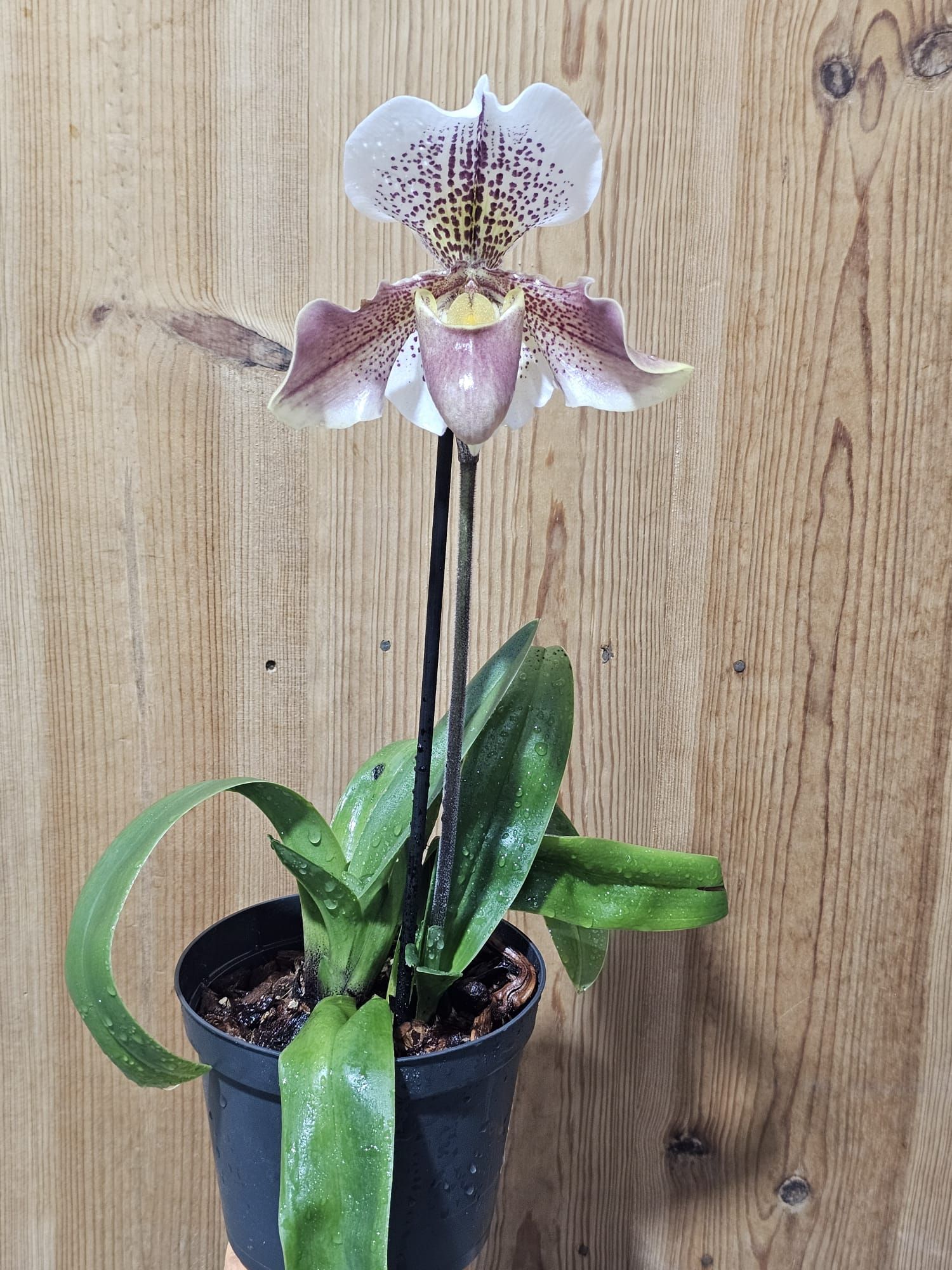 Paphiopedilum French Cancan ‘Micheline’3