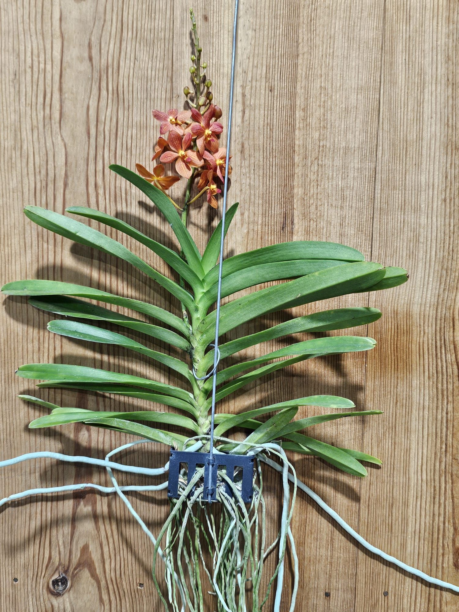 Renantanda Jairak Orange