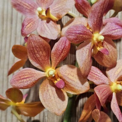 Renantanda Jairak Orange