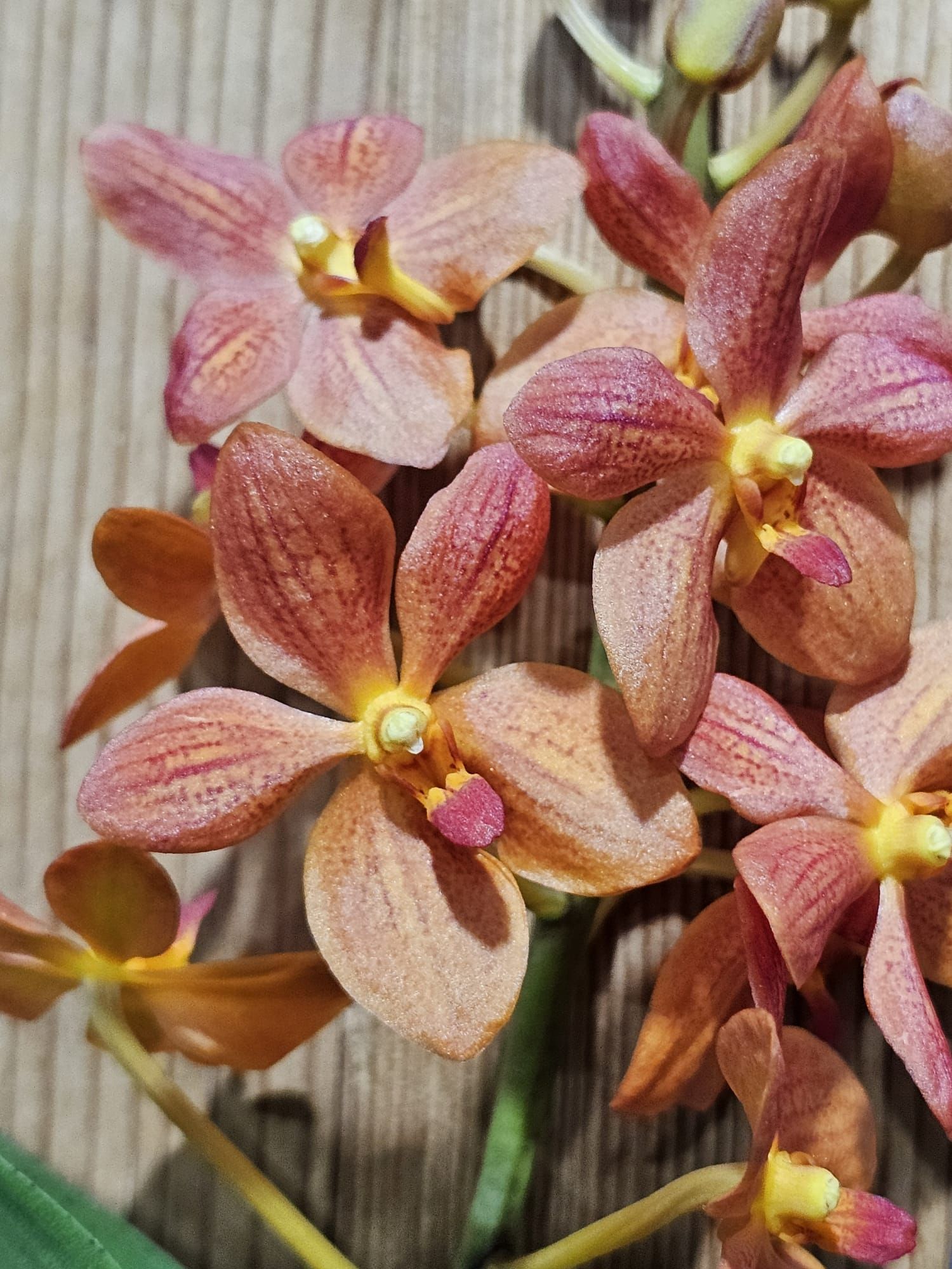 Renantanda Jairak Orange1