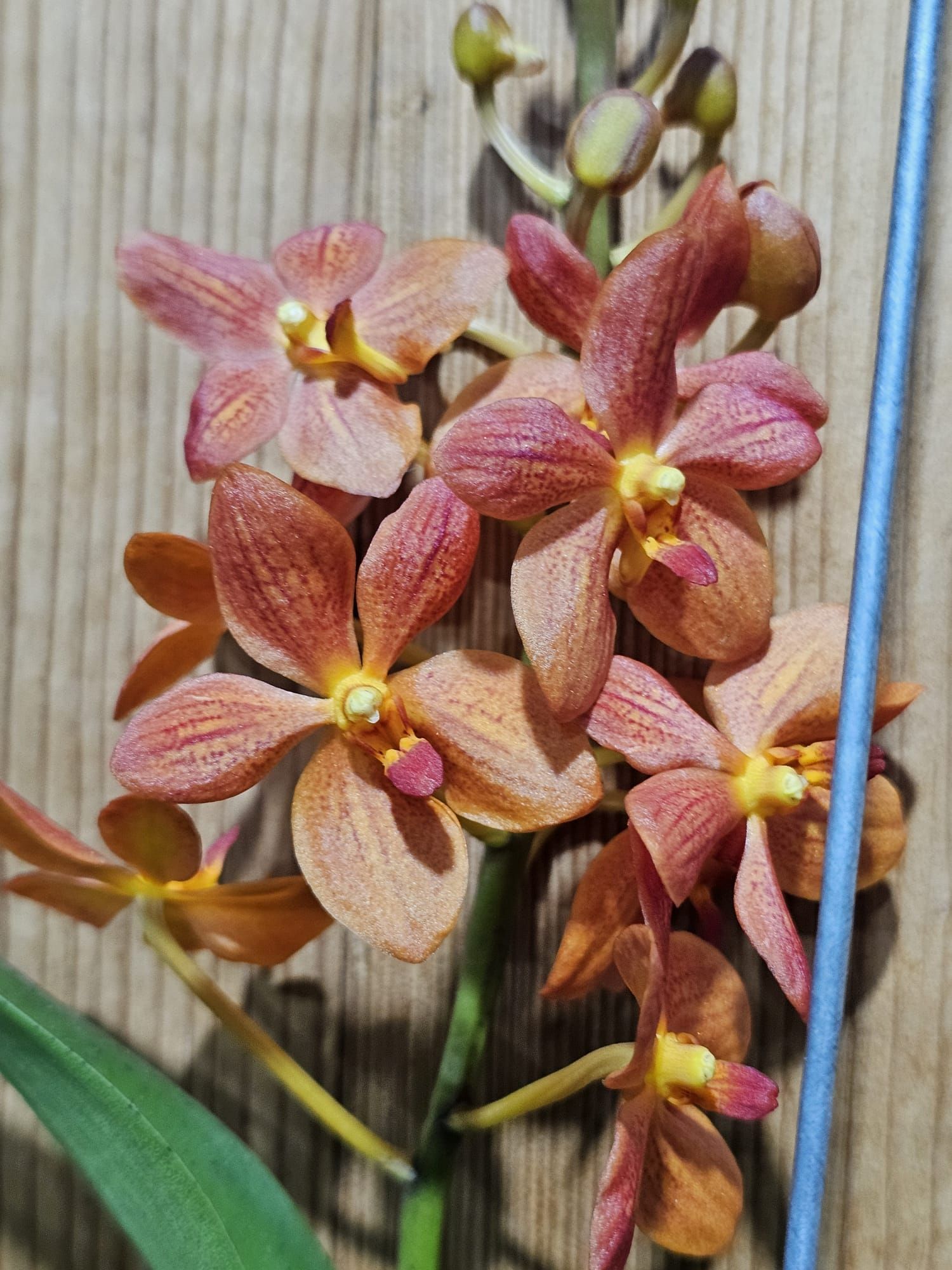 Renantanda Jairak Orange2