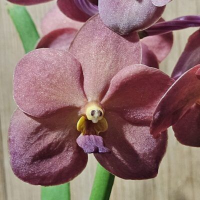 Vanda Ascocenda Caramel