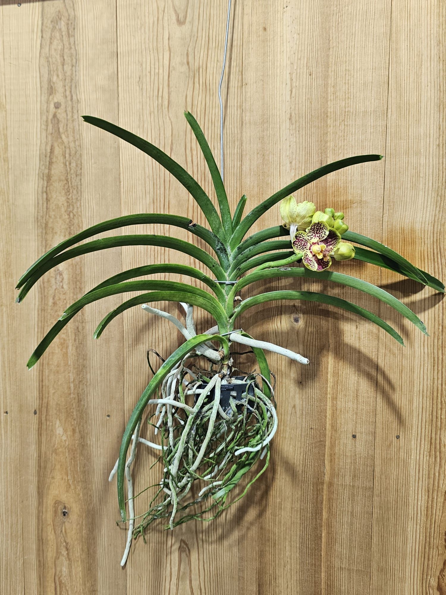 Vanda Prapathom Gold X Chao Praya Sapphire