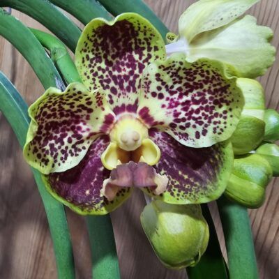 Vanda Prapathom Gold X Chao Praya Sapphire