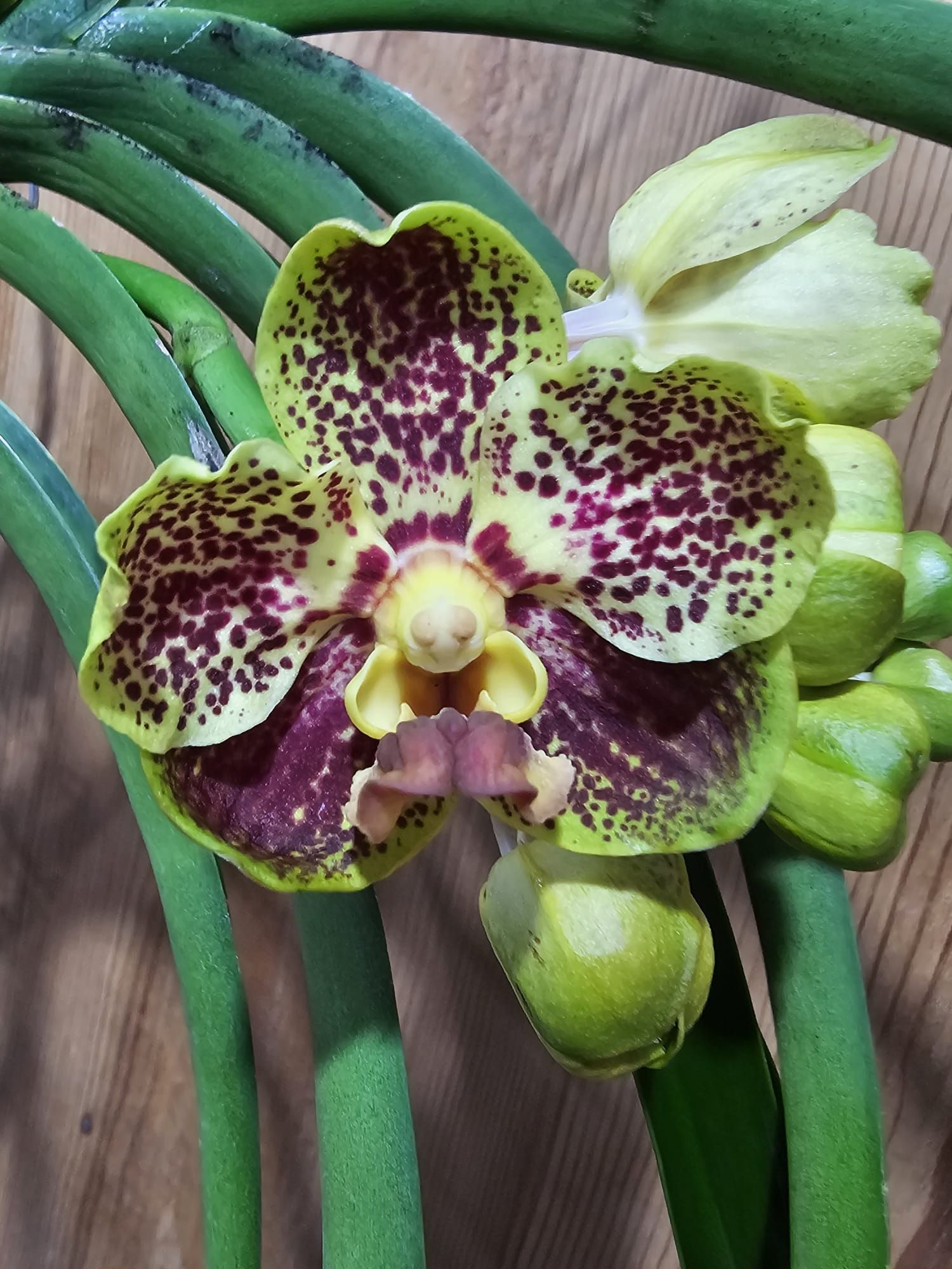 Vanda Prapathom Gold X Chao Praya Sapphire1
