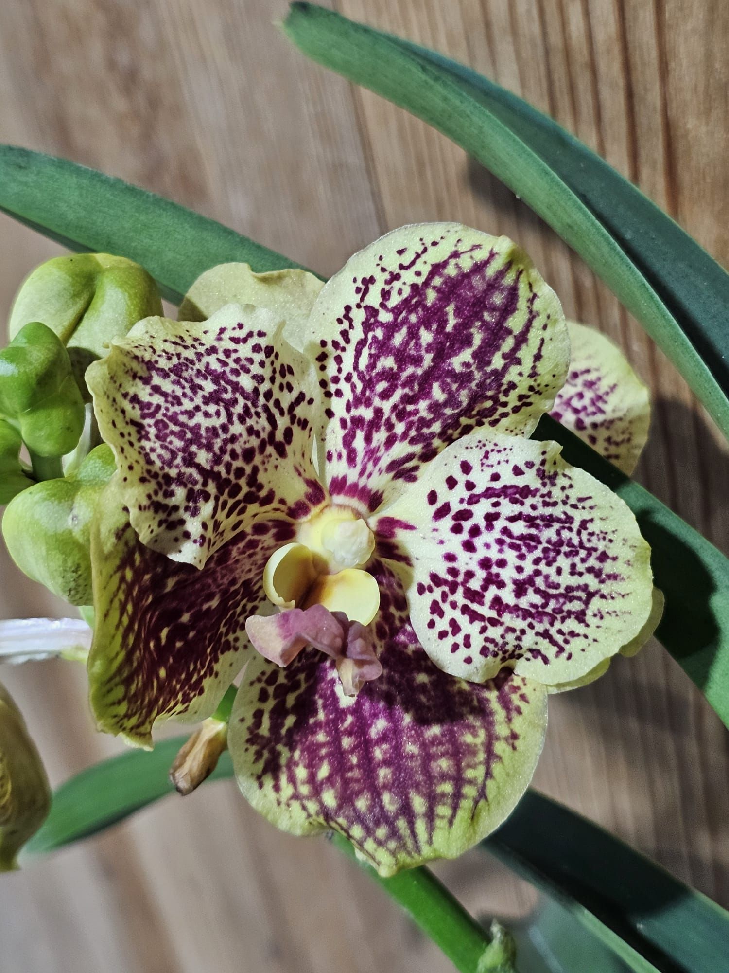 Vanda Prapathom Gold X Chao Praya Sapphire2