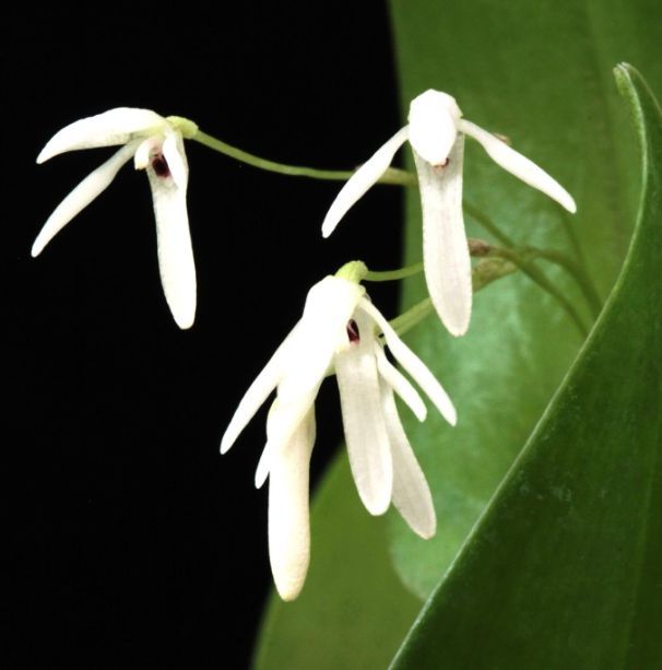 pleurothallis renieana