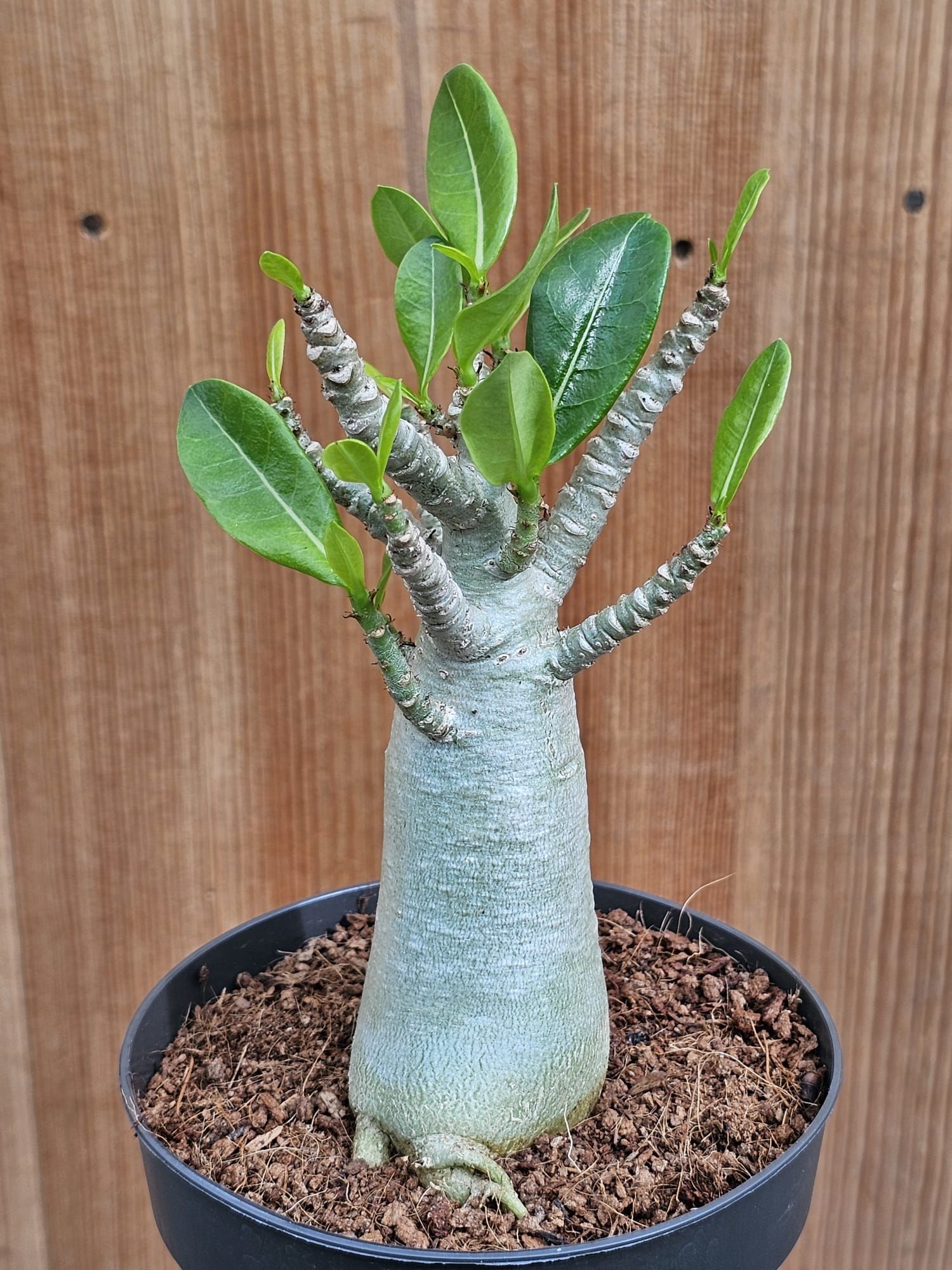 Adenium obesum1