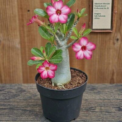 Adenium obesum Rosa do Deserto