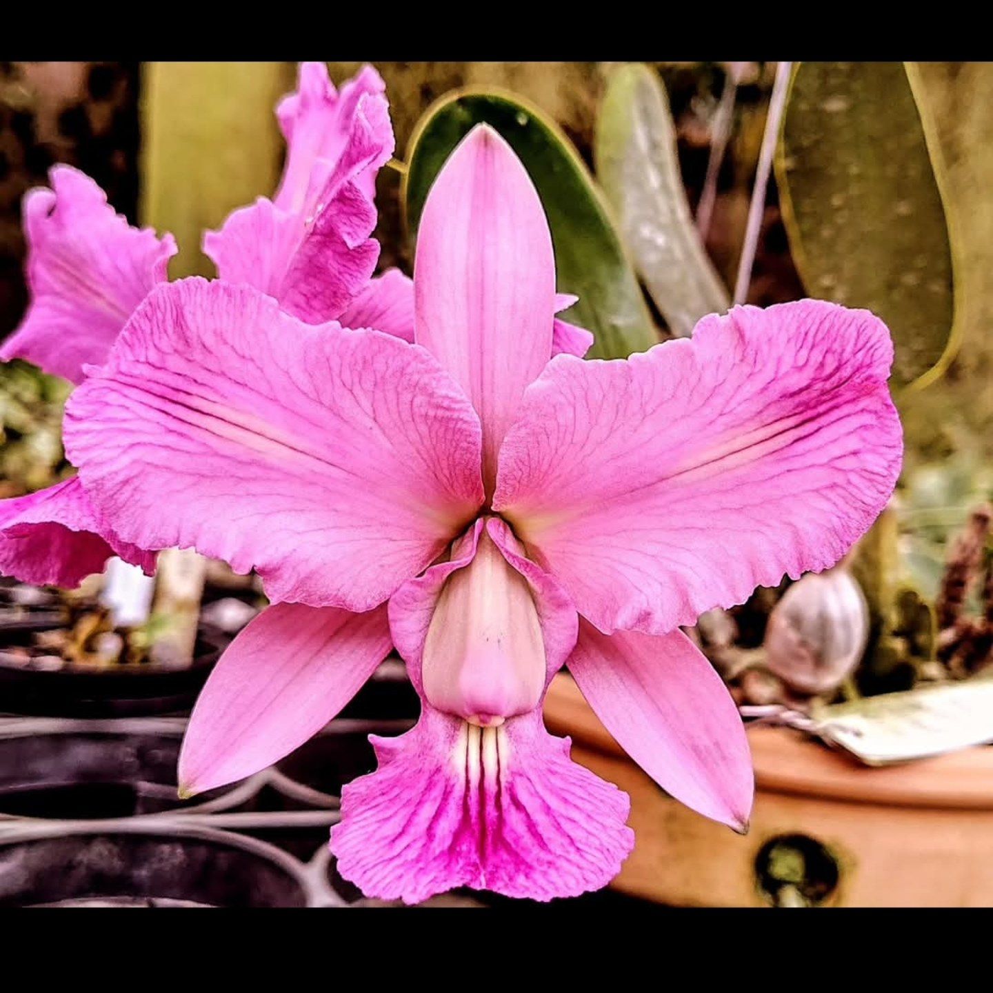 Cattleya Walkeriana Vinicolor ze luiz x helena labeliode