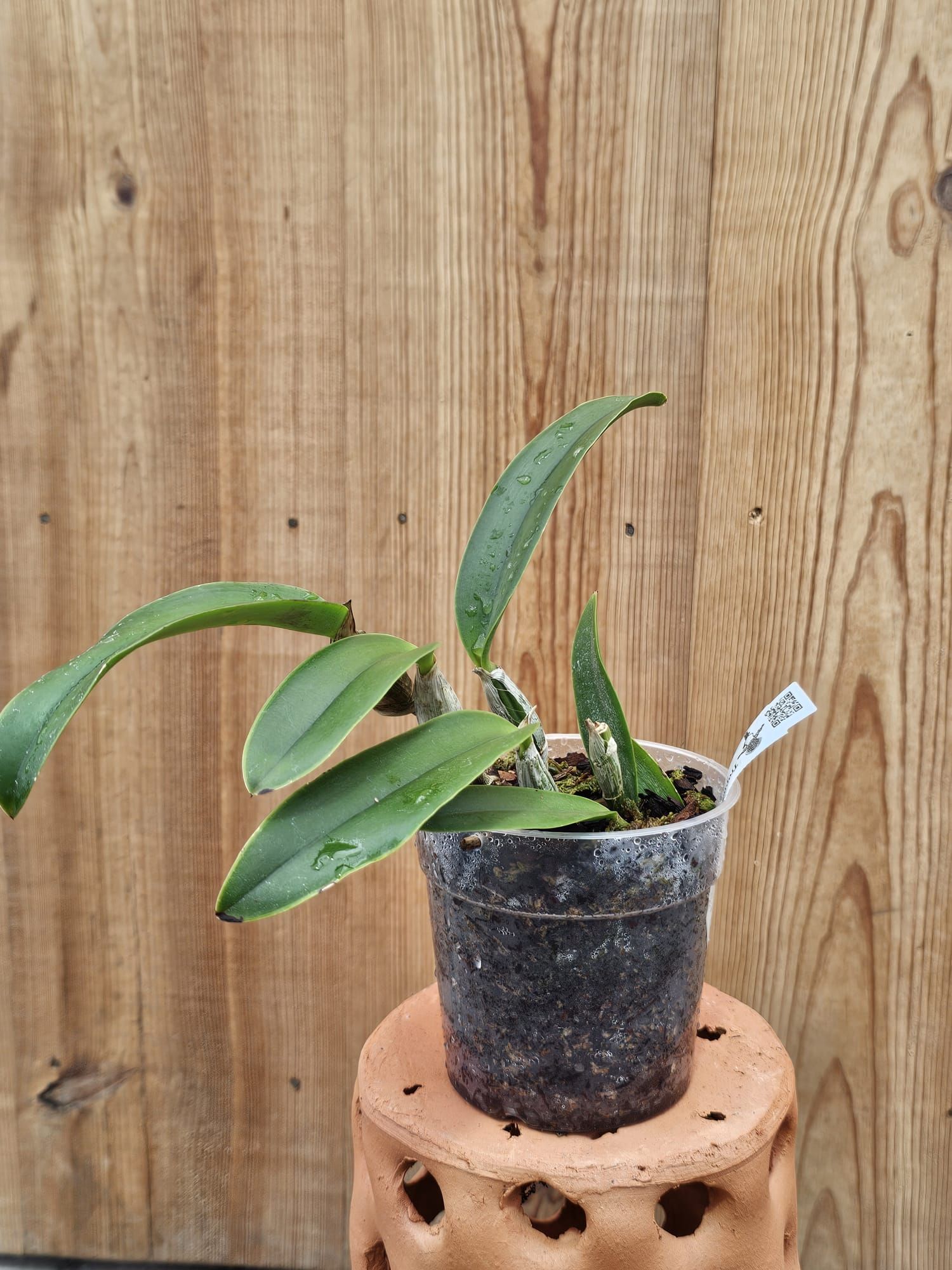 Cattleya walkeriana (Vinicolor 'Zé Luiz' x 'Helena Labeliode')