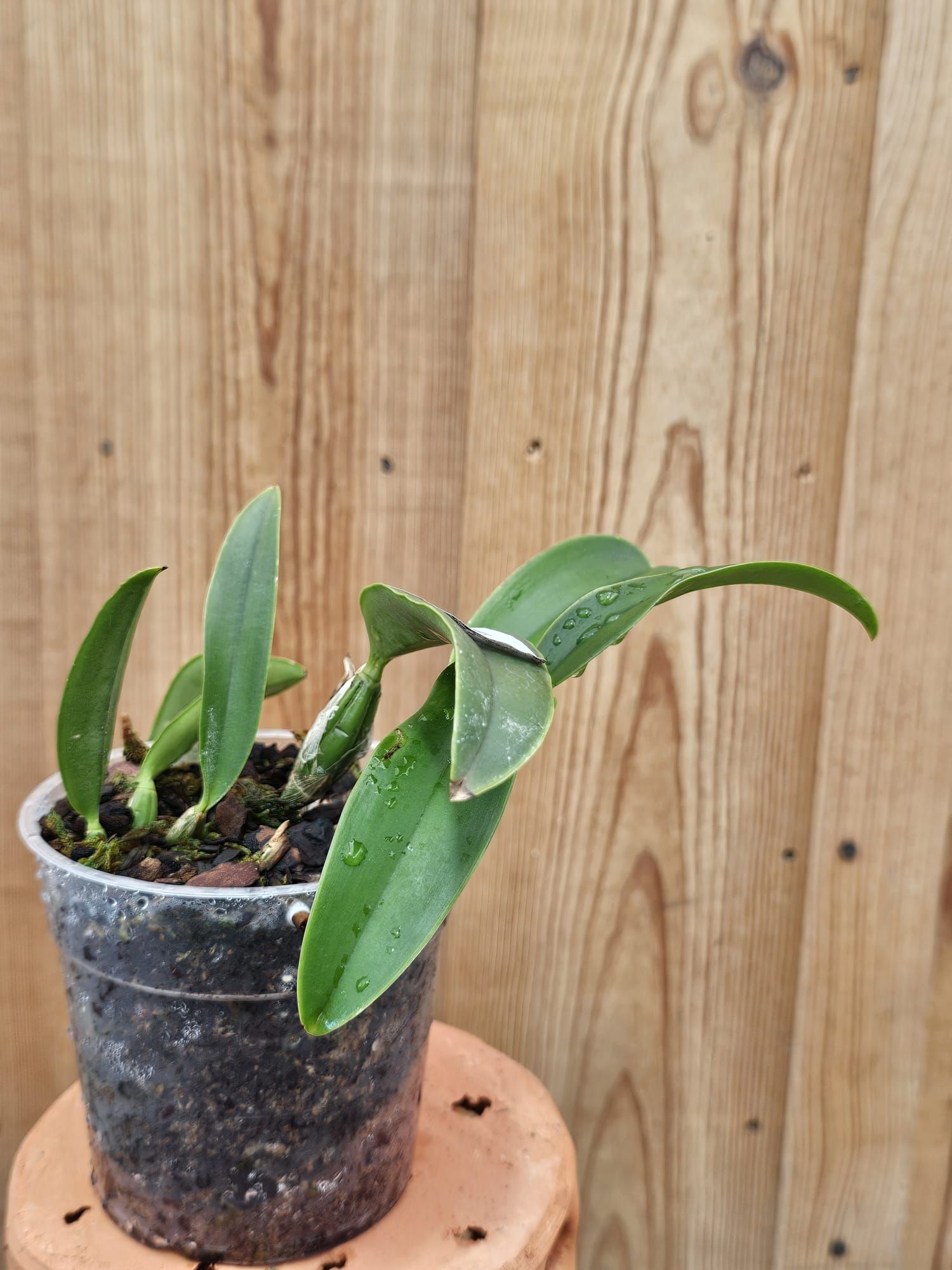 Cattleya walkeriana (Vinicolor 'Zé Luiz' x 'Helena Labeliode')1