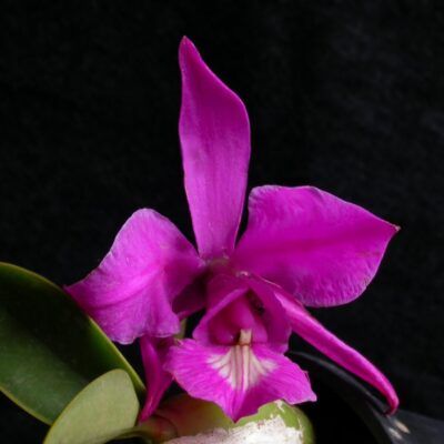 Cattleya mesquitae