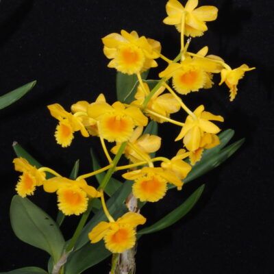 Dendrobium chrysotoxum