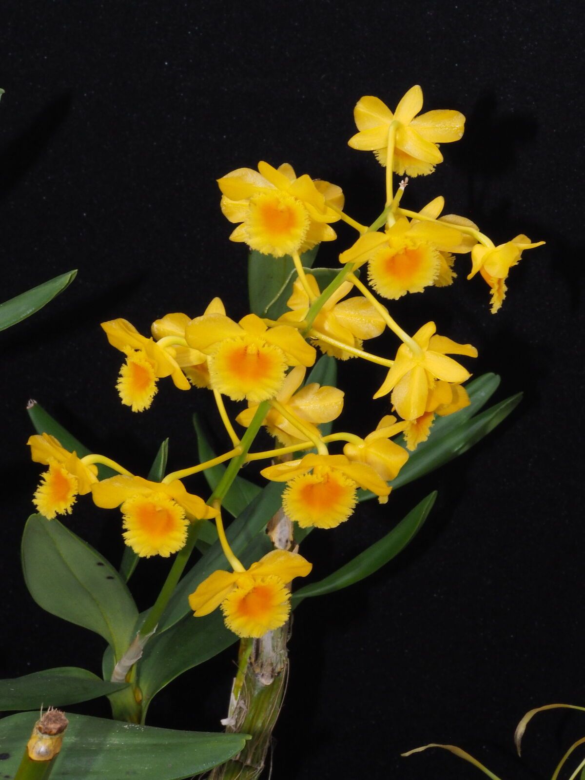 Dendrobium chrysotoxum