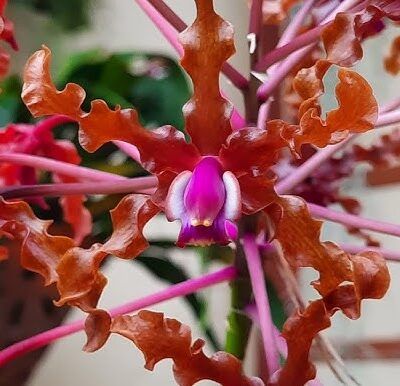 Schomburgkia lueddemannii