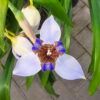 Neomarica ssp
