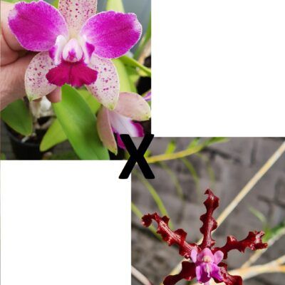 Schombocattleya Tzeng Wen Bells