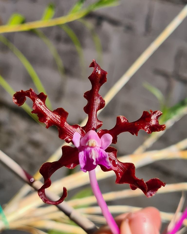 schomburgkia undulata